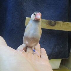 文鳥　１１月生まれ　手乗り若鳥