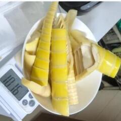 【近所のみ配送】タケノコ　下茹で済み　1キロ〜【大量大歓迎】の画像