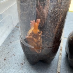 カブトムシ　オスメス　ペア　