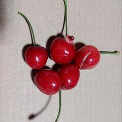 さくらんぼ【訳あり】の画像