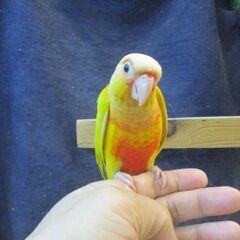 ウロコインコ　サンチーク　オス