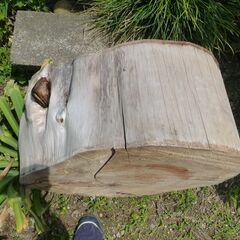 杉の切株　大の画像