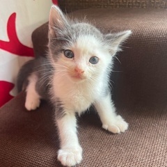 深い排水溝から無事に救出された2匹の兄妹、かつら君、1ヶ月の男の子