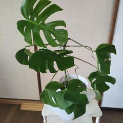 モンステラ　鉢付き　高さ70cm☓横50cm