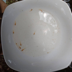 楊貴妃　稚魚　10匹　白メダカ　針子　20匹