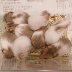 ◆5/18生まれ◆ゴールデンハムスター(カラー)の赤ちゃんの里親様募集