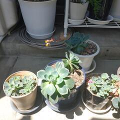 多肉植物の画像