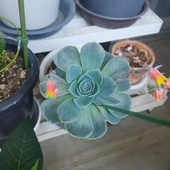 多肉植物の画像