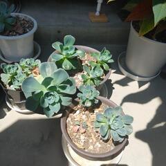 多肉植物の画像