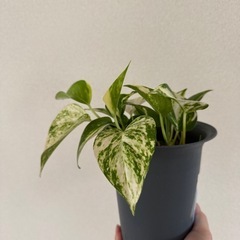 ポトスの画像