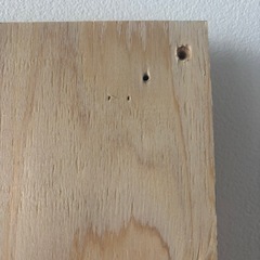 針葉樹の画像