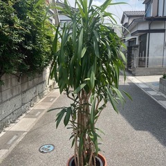 観葉植物　コルジリネ・ストラクタ　１９０センチ