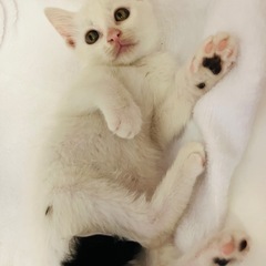 おっとりな男の子　なでるとゴロゴロ✨
