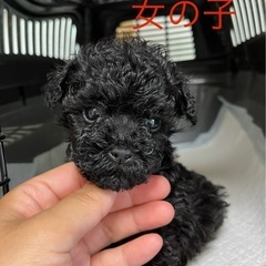 トイプードルの子犬兄妹♡