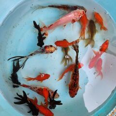 金魚お譲りします！読んでください。↓