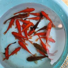 金魚お譲りします！読んでください。↓の画像