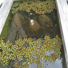 タニシを交換希望です。