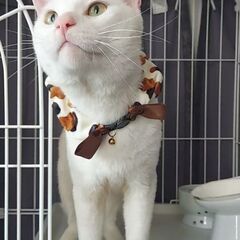 人間大好き甘えん坊猫オス　1才くらい
