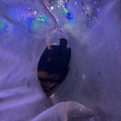 ダトニオリアルバンド