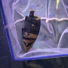 ダトニオリアルバンドの画像