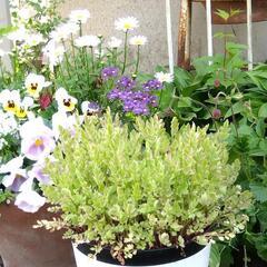 【草花苗】斑入りセリ
