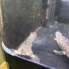 ワイルドコンギクス　ブリードエンドリ