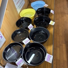 めだかの画像