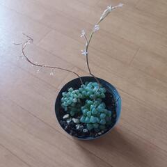 🌿‬ハオルチア 🌿‬