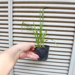 レモングラス
