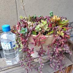 多肉植物　寄せ植え