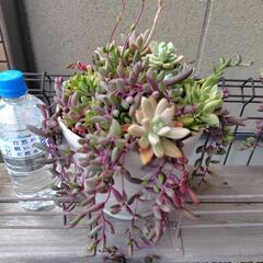 多肉植物　寄せ植え　２