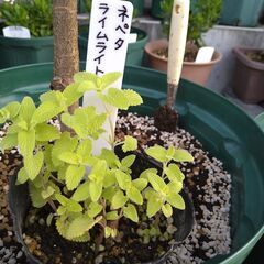ネペタライムライトポット苗と挿し穂付きの画像