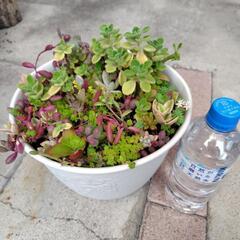 多肉植物　寄せ植え　3