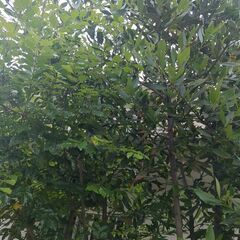 月桂樹の剪定枝の画像