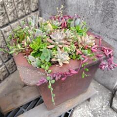 多肉植物　寄せ植え　4