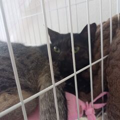 可愛い黒猫ちゃん