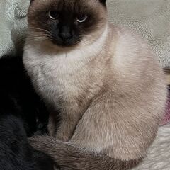 シャムネコミックス？　雑種　１歳　オス