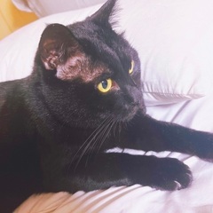 甘えたな黒猫兄弟