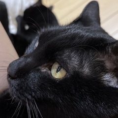 【急募】甘えたな黒猫兄弟【今月まで】 - 台東区