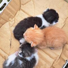 急募❗産まれたばかりの子猫3匹