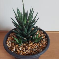 🌿‬ハオルチア🌿‬