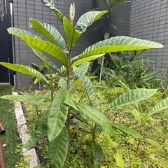 譲ります　アロエ　枇杷　母子草
