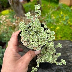 多肉　多肉植物　セダム　リトルミッシーの画像