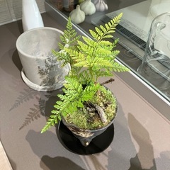 シノブシダ