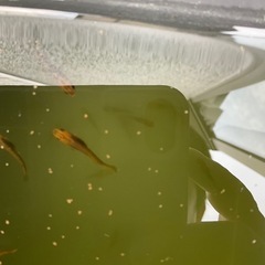 龍章鳳姿　5匹セット