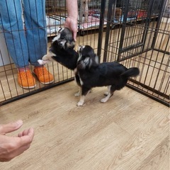 小型犬用 ケージ譲ってください🙇‍♀️