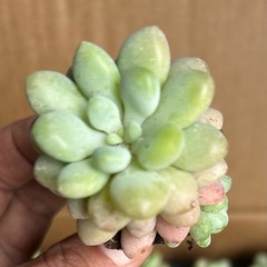 多肉　多肉植物　ロココ　プラグ苗　　