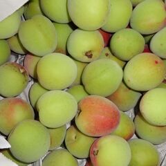 ②梅の実の画像