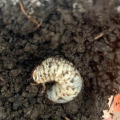 クワガタ、カブトムシの幼虫