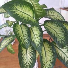観葉植物大の画像